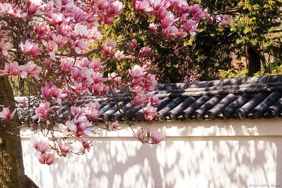 Magnolia Movie Photograph - Spring - Magnolia by Mike Savad
