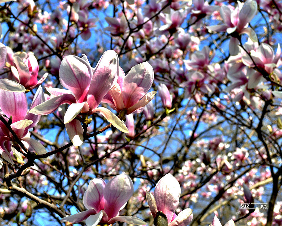 Spring Magnolia Photograph by Susie Loechler - Fine Art America