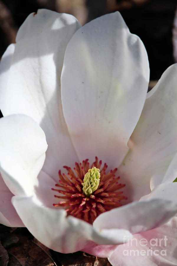 Spring Magnolia Photograph