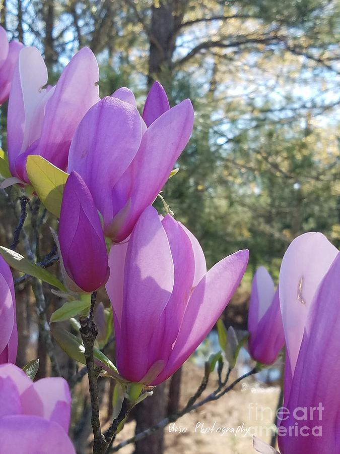 Spring Magnolias 2 Photograph by Maria Urso