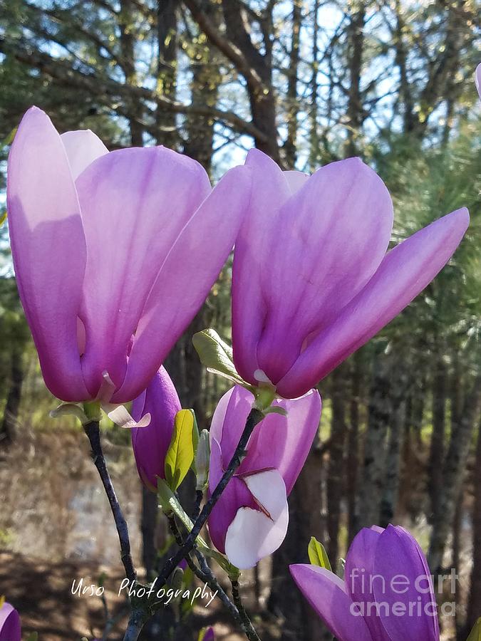 Spring Magnolias Photograph by Maria Urso