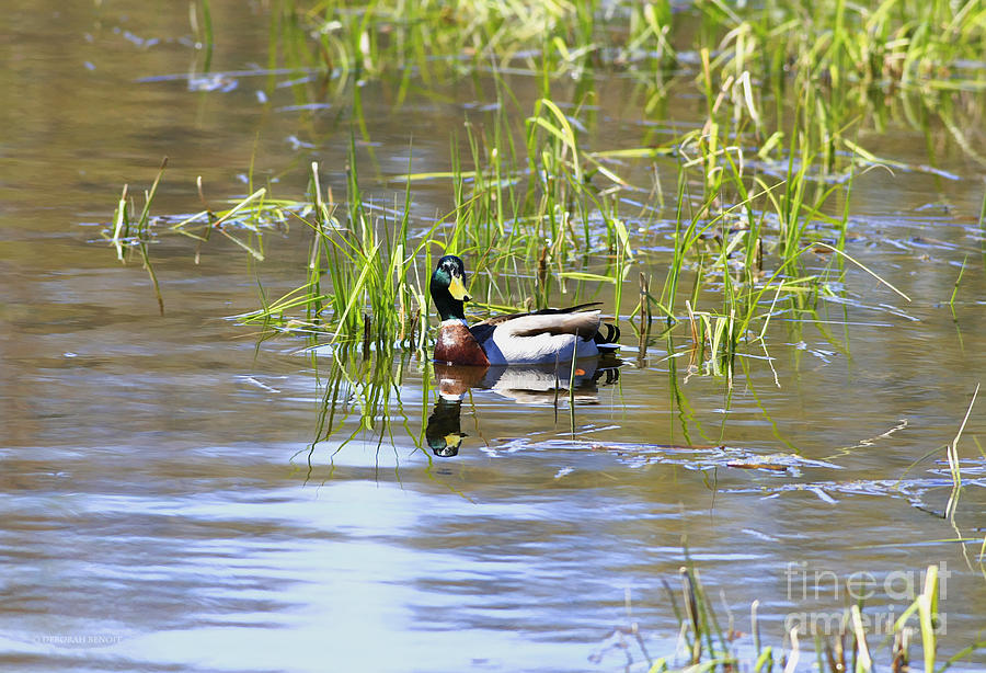 Duck Photograph - Spring Mallard 2010 by Deborah Benoit