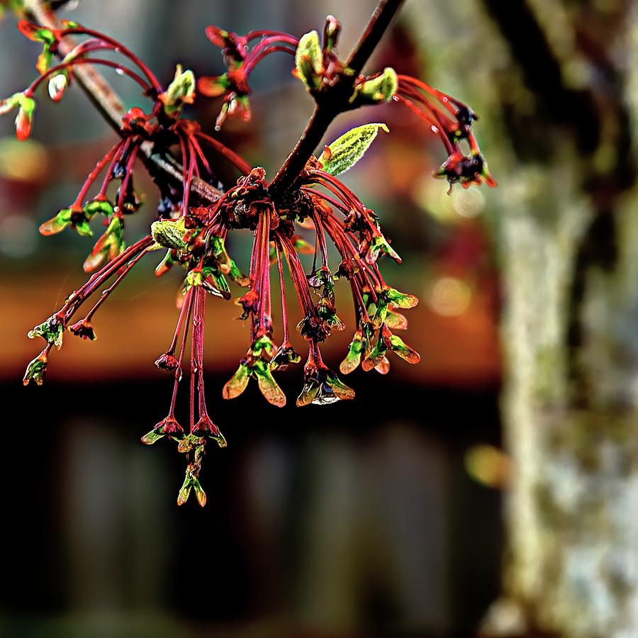 Spring Maple Photograph by Jerry Sodorff