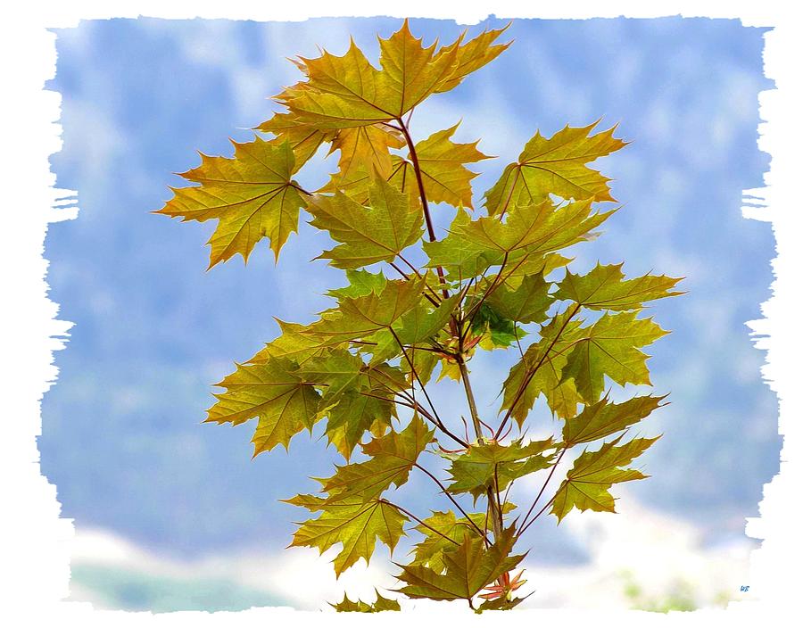Spring Maple Leaves Photograph by Will Borden