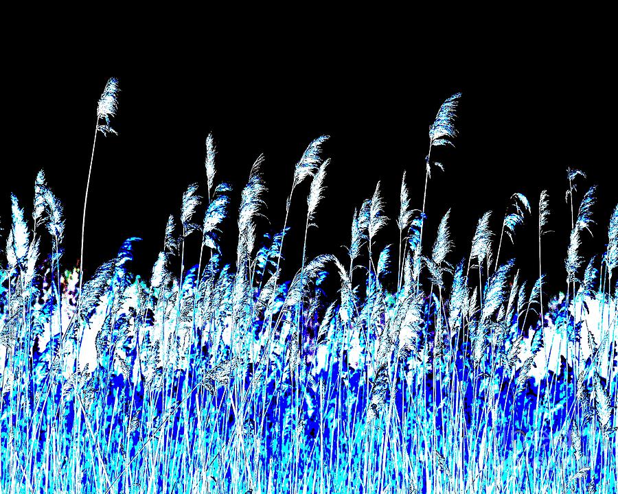 Abstract Photograph - Spring Marsh In Black by Robert Coon Jr