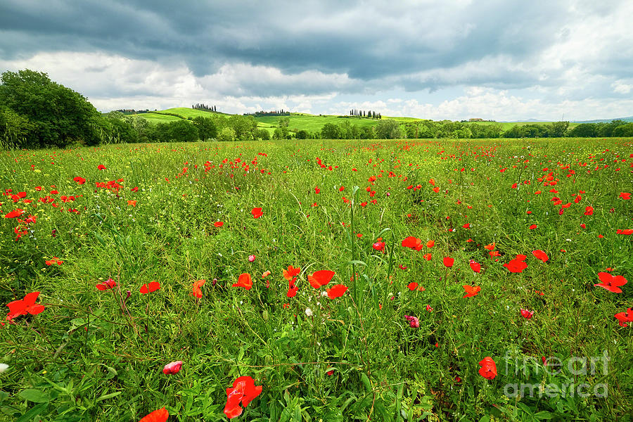 Spring Meadow Filled with Poppies Photograph by George Oze - Fine Art ...