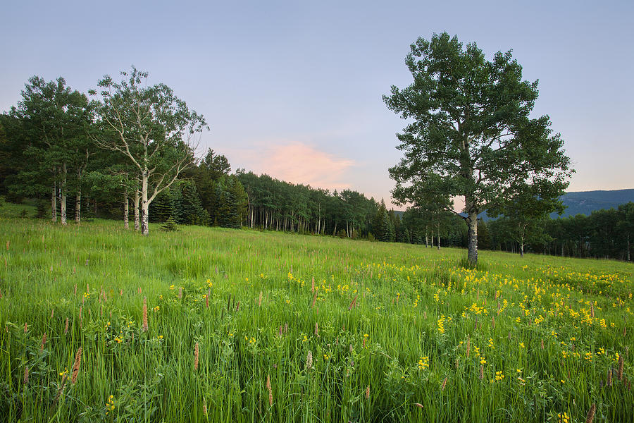 Spring Meadow Photograph by Morris McClung