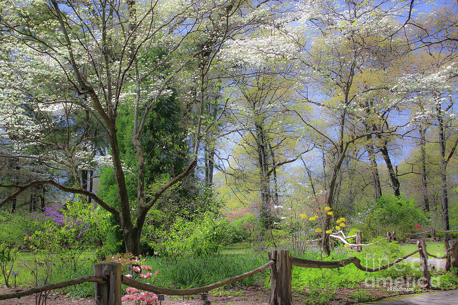 Spring Memphis Botanic Garden Photograph by Veronica Batterson