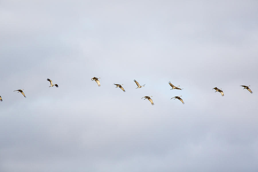 Spring Migration 2 Photograph by Kathy Adams Clark