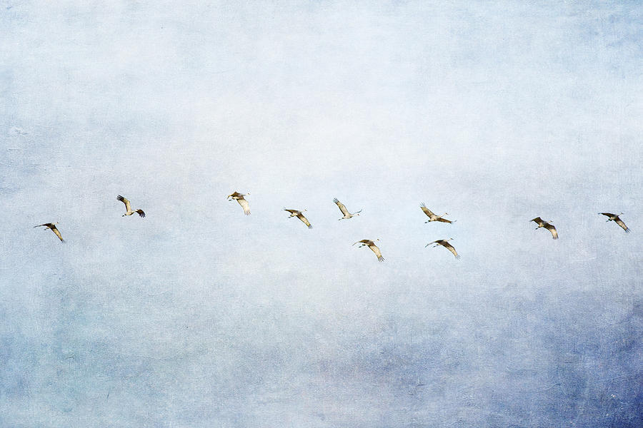 Spring Migration 2 - Textured Photograph by Kathy Adams Clark