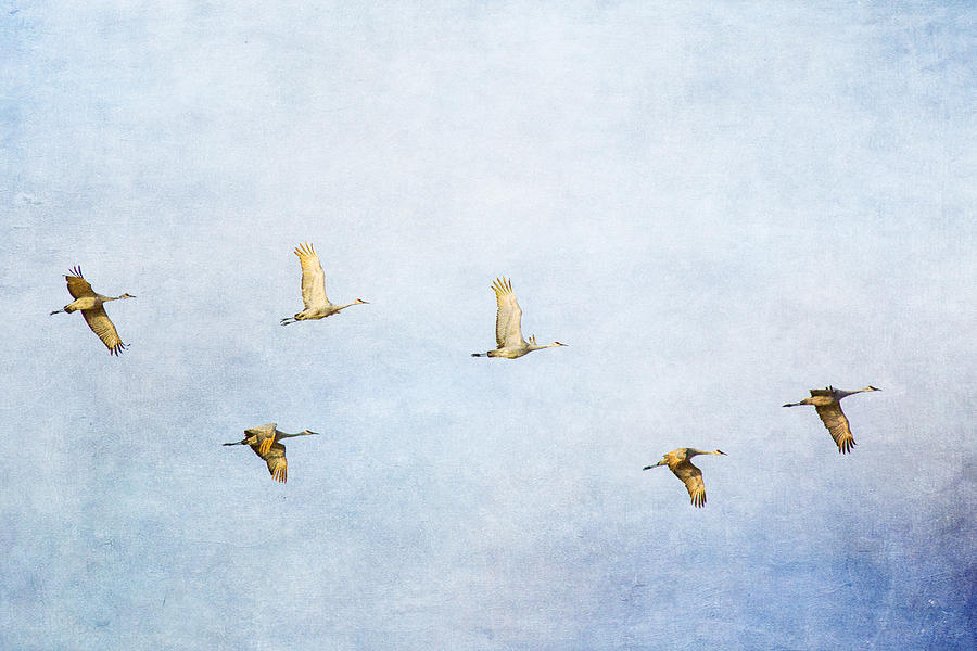 Spring Migration 3 - Textured Photograph by Kathy Adams Clark