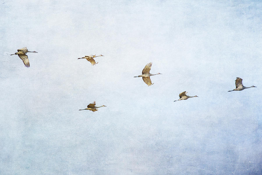 Spring Migration 4 - Textured Photograph by Kathy Adams Clark