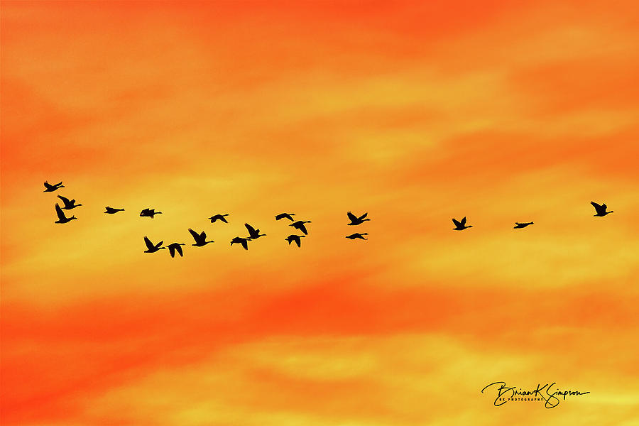 Spring Migration Photograph by Brian Simpson