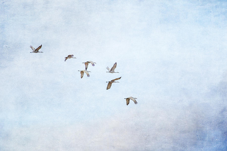Spring Migration - Textured Photograph by Kathy Adams Clark