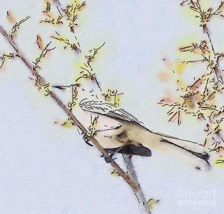 Spring Mockingbird - Watercolor Art Photograph by Kerri Farley