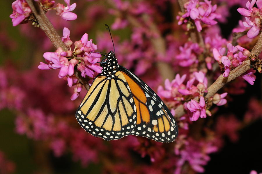 Spring Monarch Photograph by Living Color Photography Lorraine Lynch