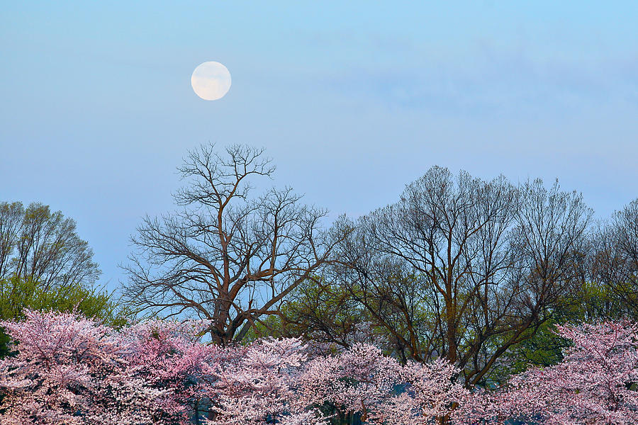 Spring Moon Photograph by Mitch Cat