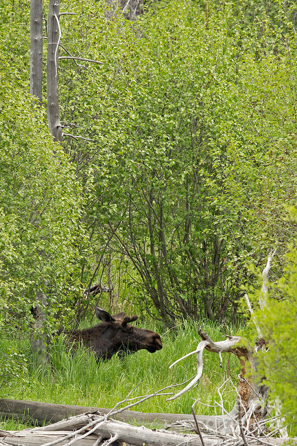 Spring Moose in Yellowstone Photograph by Natural Focal Point Photography