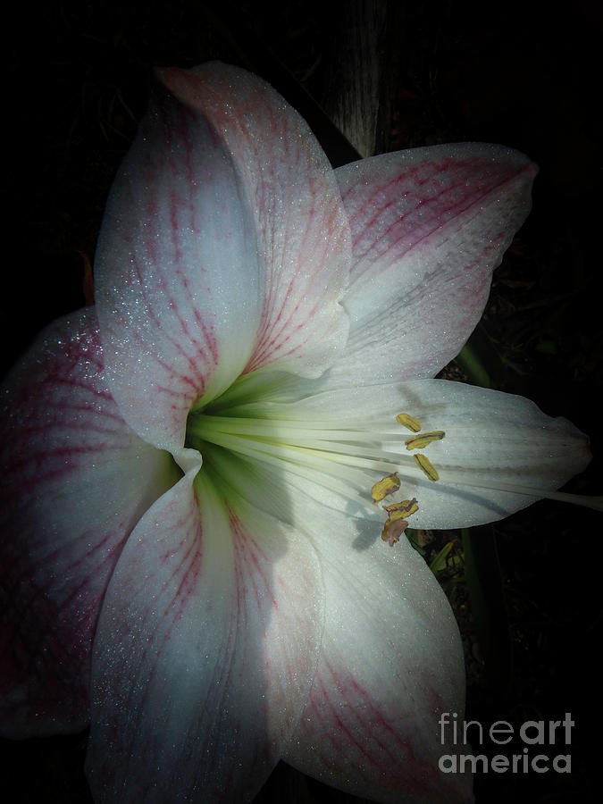 Spring Morning Amaryllis Photograph by Judy Hall-Folde