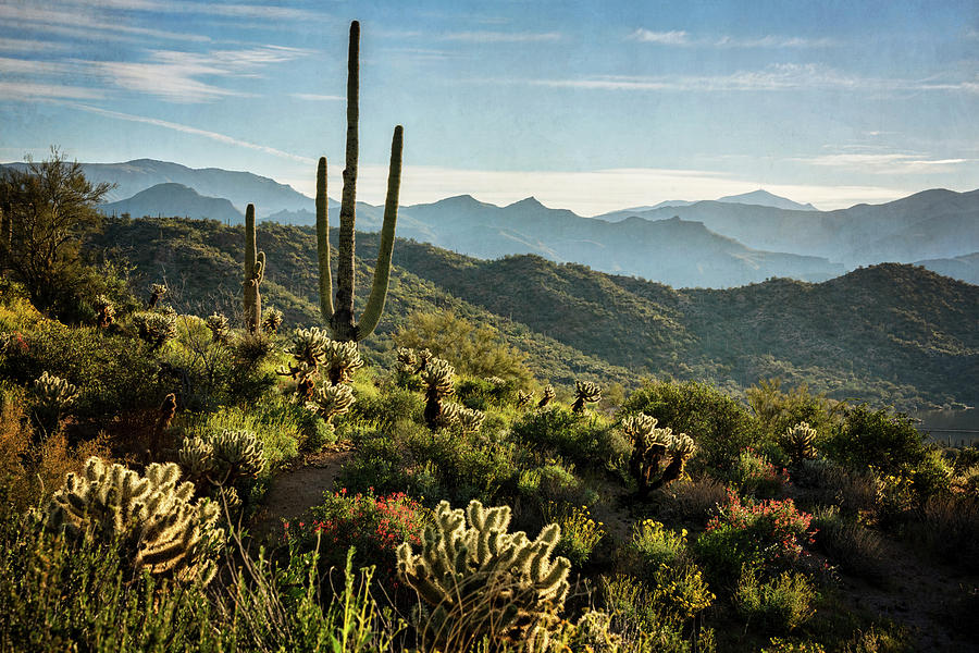 Spring Morning in the Sonoran  Photograph by Saija Lehtonen