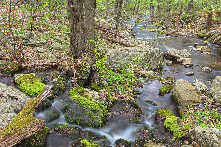 Mossy Stream Photograph by Angelo Marcialis