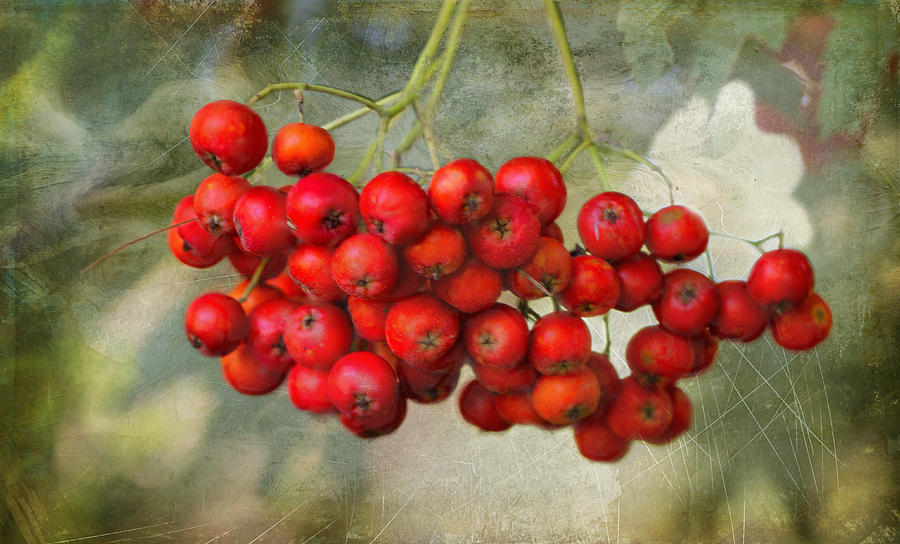 Spring Mountain Ash Berries  Photograph by Betty  Pauwels 