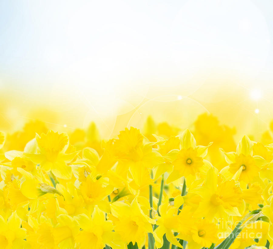 Spring Narcissus Garden Photograph by Anastasy Yarmolovich