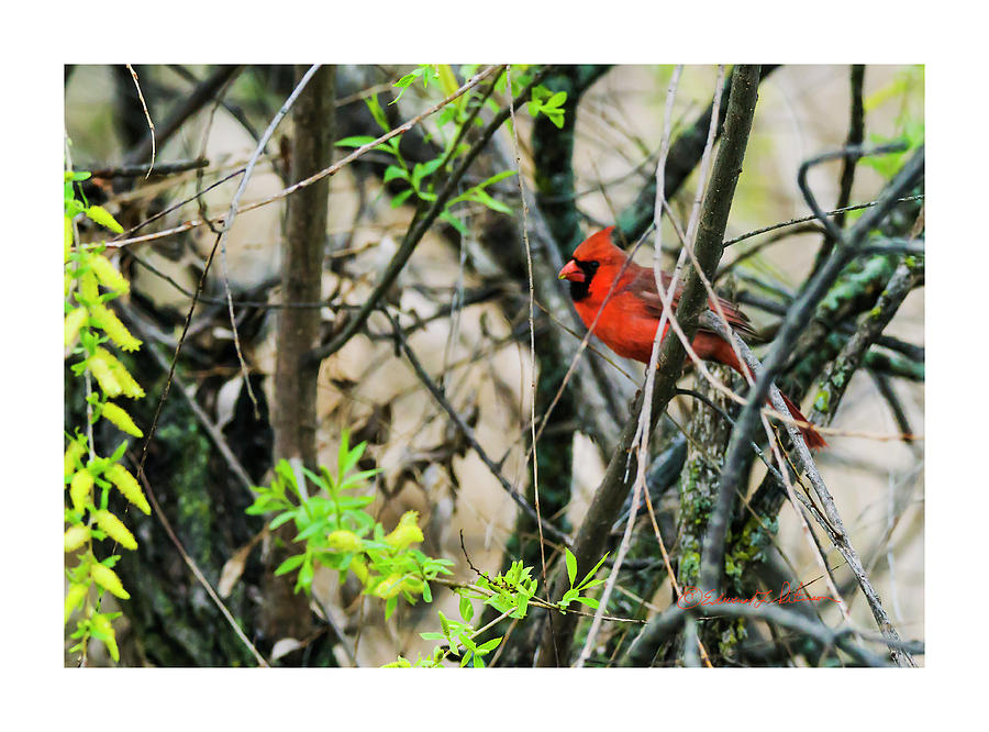 Spring Northern Cardinal Photograph by Ed Peterson