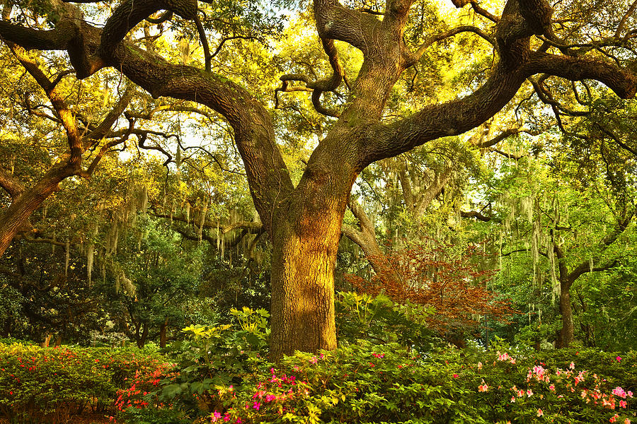 Spring Oak Photograph by Diana Powell