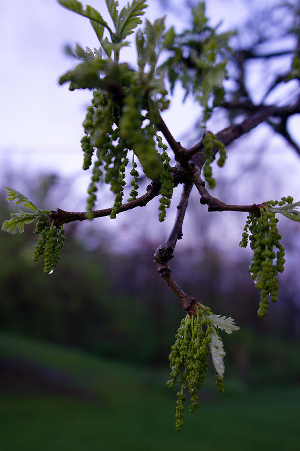 Spring Oak Leaf Photograph by Brooke Bowdren
