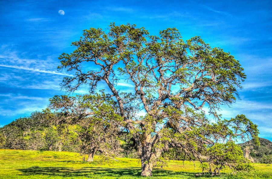 Spring Oak Moon Rise Photograph by Connie Cooper-Edwards
