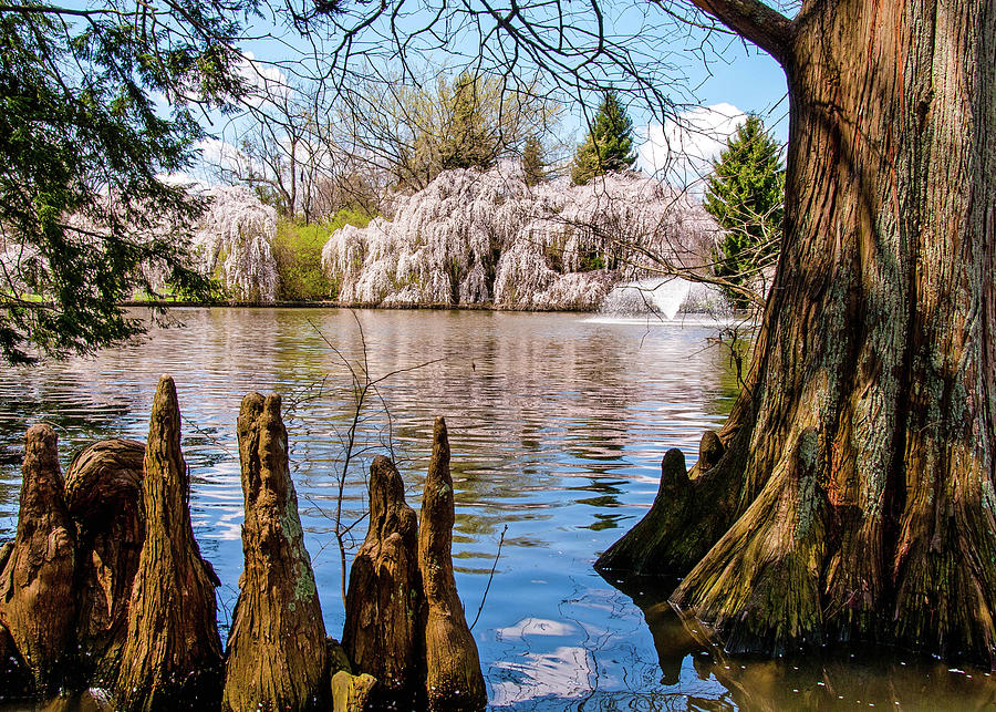 Spring Oasis Photograph by Rebecca Higgins