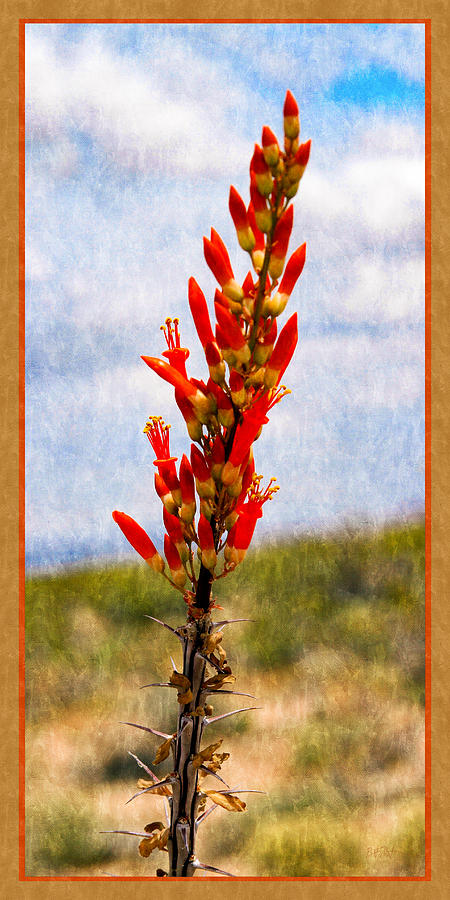 Spring Ocotillo Buds Photograph by Bonnie Follett