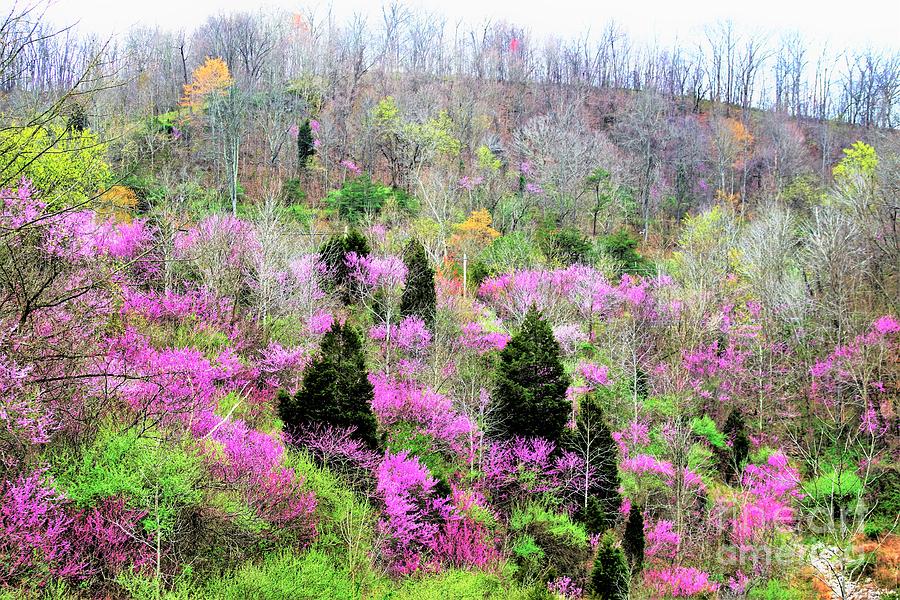 Spring of 16 Kentucky Photograph by Merle Grenz