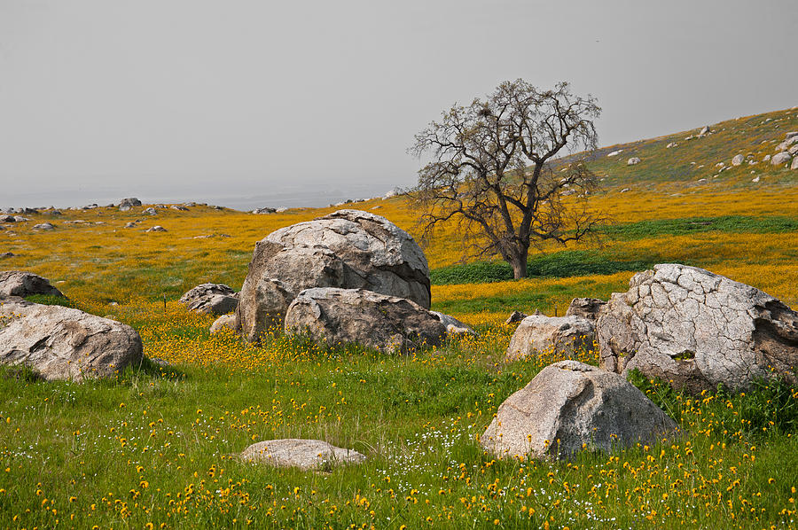 Spring Photograph - Spring on a hill by Lee Chon