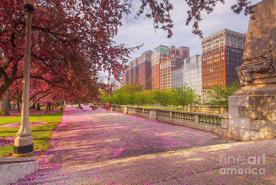 Cherry Blossom on Grant Park, Chicago, Illinois Photograph by Vu Nguyen