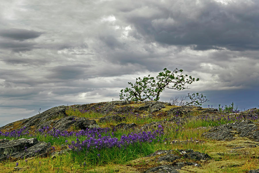 Spring on Shack Island Photograph by Inge Riis McDonald