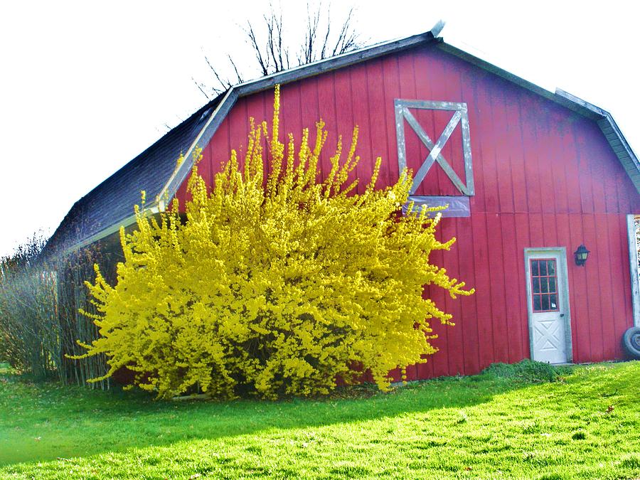 Spring on the Farm Photograph by Jeanette Oberholtzer