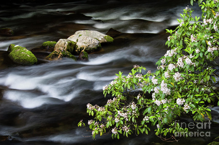 Spring on the Oconaluftee River - D009923 Photograph by Daniel Dempster