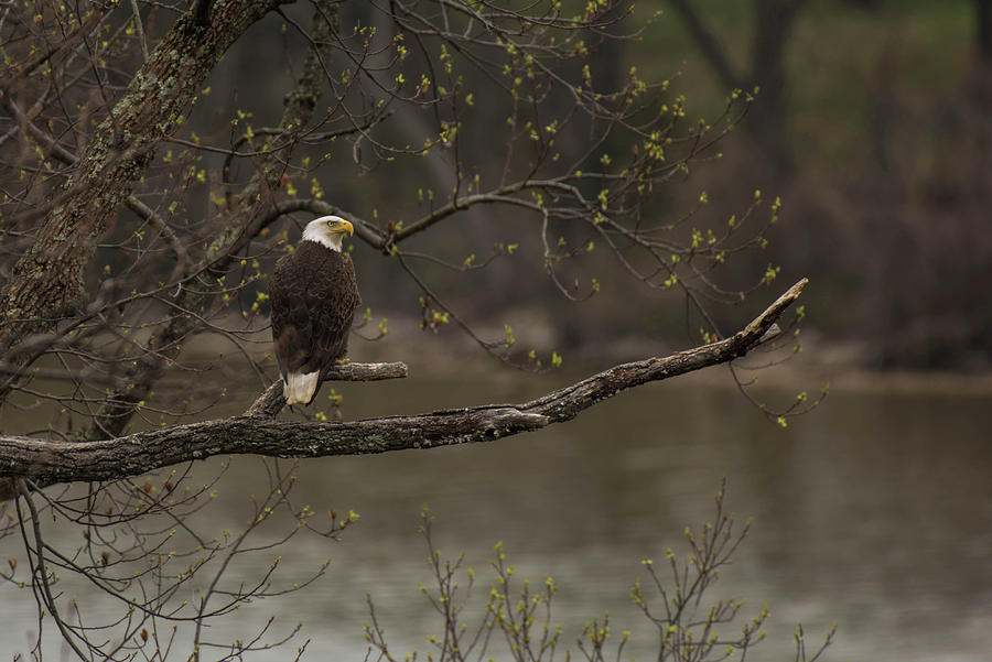 Spring on the Potomac Photograph by Jody Partin