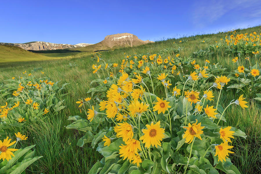 Spring On The Rocky Mountain Front Photograph by Jack Bell