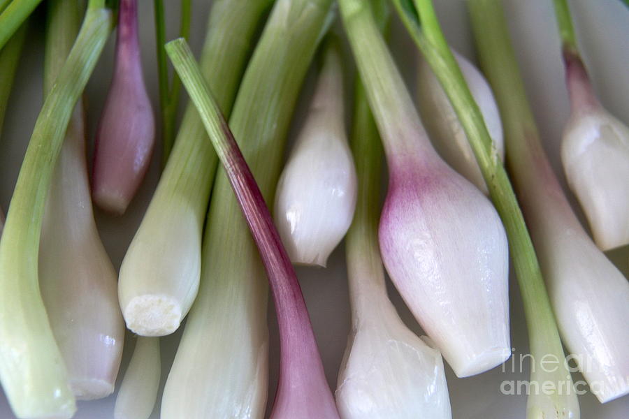Spring Onions Photograph by Suzanne Oesterling