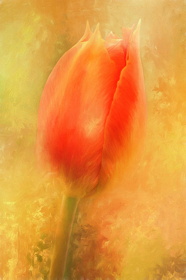 Spring Orange Photograph by Darren Fisher