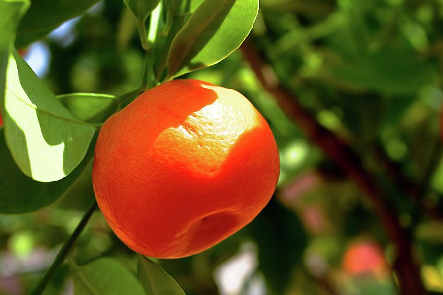 Spring Orange Photograph