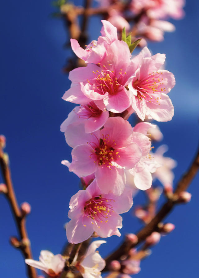 Spring Orchard Blossoms Photograph by Doug Holck | Fine Art America