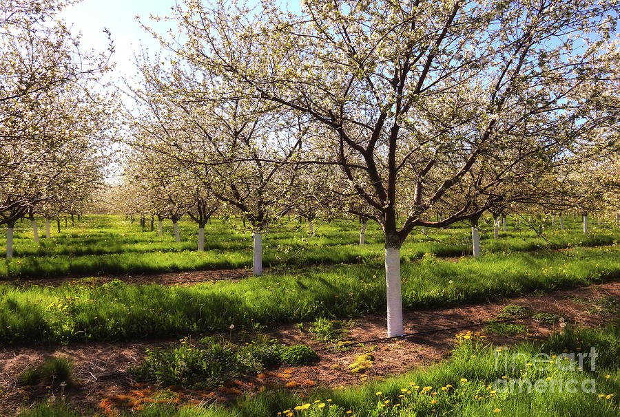 Spring Orchard Photograph by Rachel Cohen