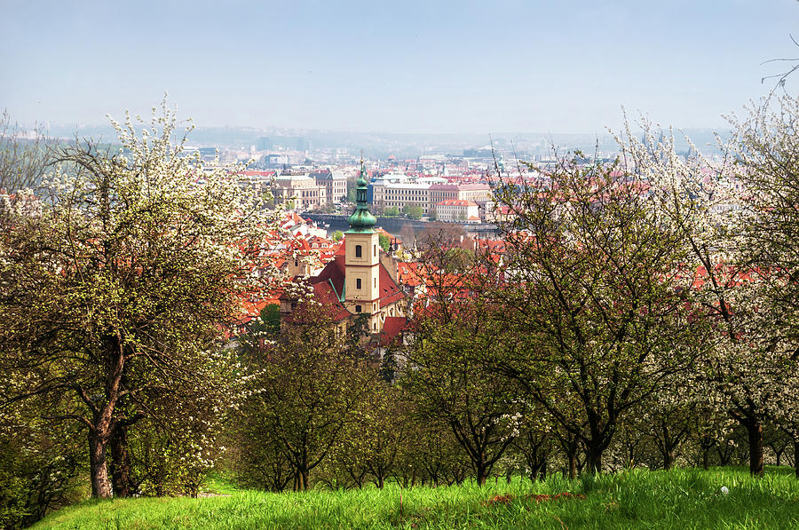 Spring Orchards. Petrin Hill. Prague Photograph by Jenny Rainbow