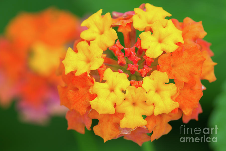 Aiken Photograph - Spring Ornament by Steven Dillon Aiken Photograph - Spring Ornament by Steven Dillon