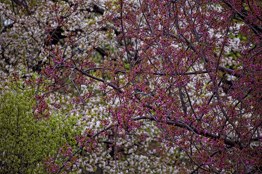 Spring Palette Photograph