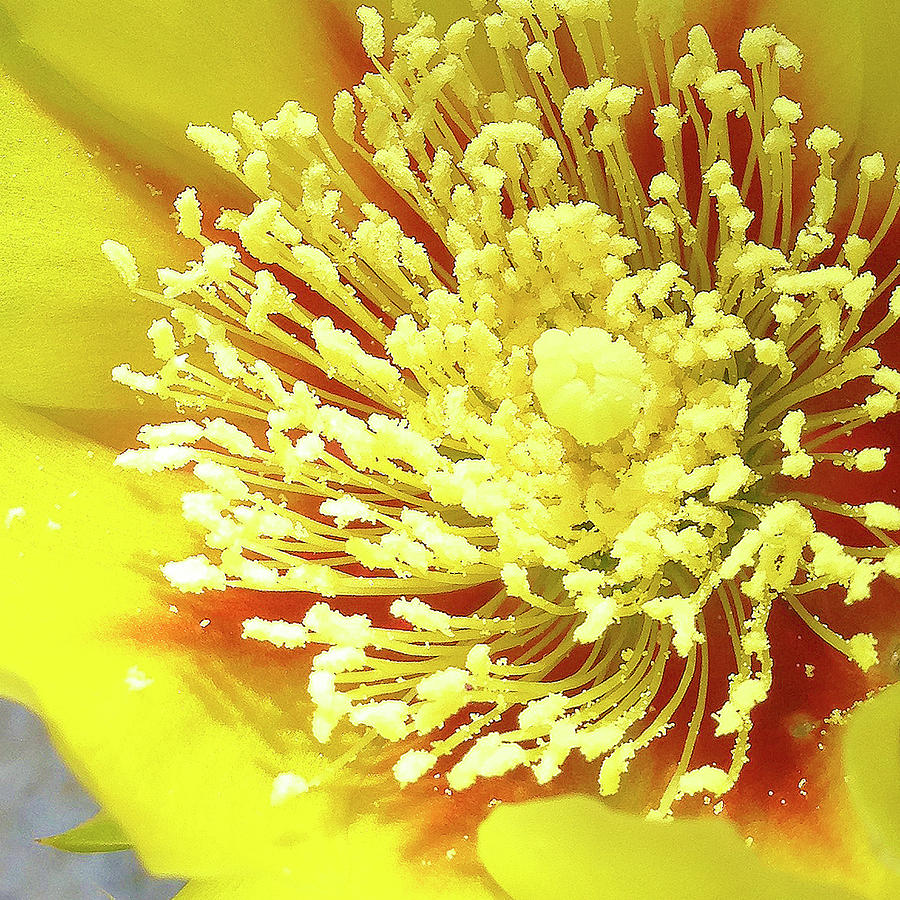 Spring by Pamela Showalter Spring by Pamela Showalter